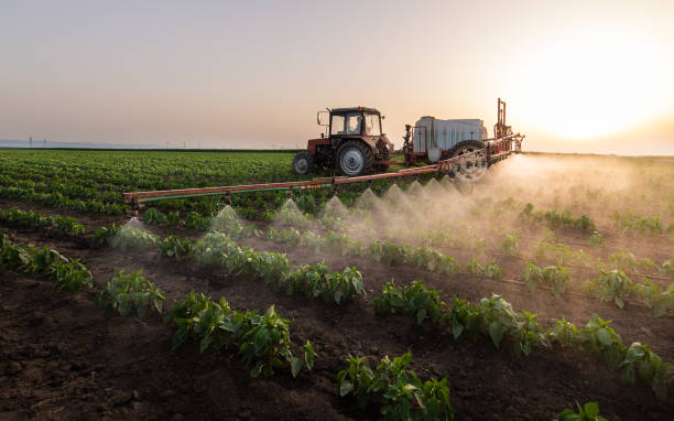 Best Pest Prevention Services  in Borger, TX